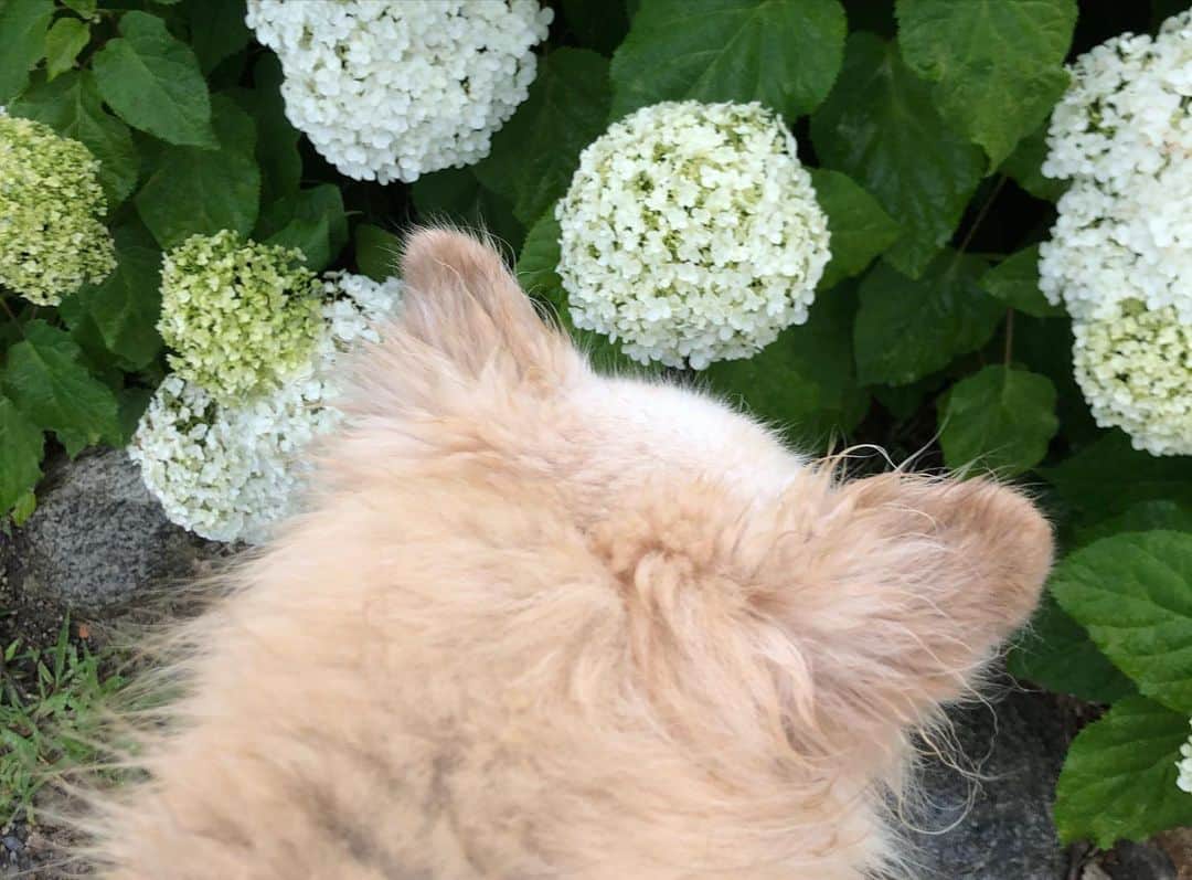 望木聡子さんのインスタグラム写真 - (望木聡子Instagram)「いつかのずぶ濡れ姉弟🐶 #紫陽花 を見に行ったら雨に降られました。  その後、紫陽花の鉢植えを買いました。 写真2枚目をご覧ください！ 線香花火みたいな変わった形の花びらですよねえ💠 「あじ子」と名付けました。  #あじさい #flowers #チワワ #犬 #chihuahua #dog #愛犬の名前はプラムです #犬のいる暮らし #過去写真で場を繋ぐシリーズ #メーテレ #ドデスカ #アナウンサー #望木聡子」8月25日 20時21分 - satoko_mochiki