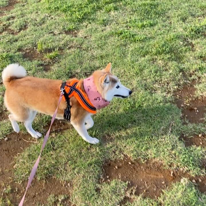 meekooのインスタグラム：「おはりんりん🎵 今日も暑くなりそうだけど頑張りましょう☀️ 2021.8.11」