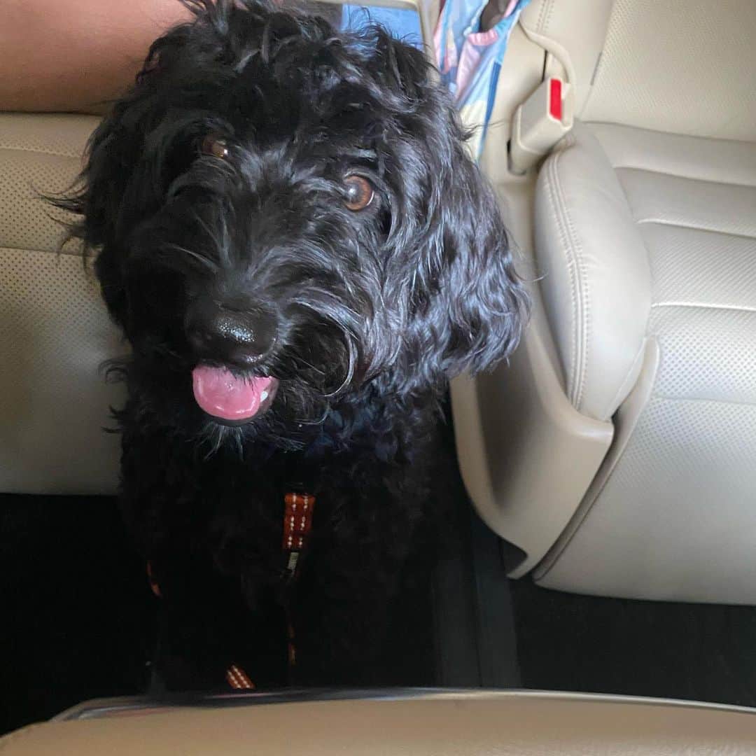 高嶋ちさ子さんのインスタグラム写真 - (高嶋ちさ子Instagram)「黒い犬って本当に写真難しい… この夏は写真の練習する  #シュナプー  #シュヌードル  #黒い犬は写真がうまく撮れない」8月11日 22時01分 - chisakotakashima