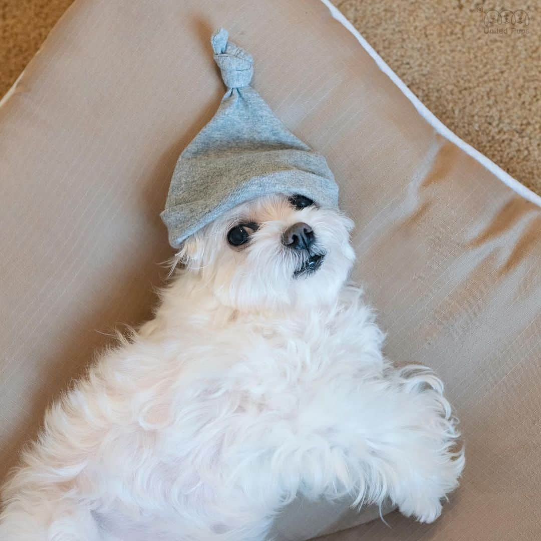 hi.arodのインスタグラム：「Good morning ya'll 🥱 ・・・ #wakeup #wakeupnow #wakeupandsmile #wakemeup #Maltese #GoodMorning #Dogbed #Chill #chilling #sleeping #sleepingangel #sleepingdog #sleepingbaby #resting #laydown #relaxing #pupper #lazybutt #lying #nap #napping #whitedog #maltesedog #malteselife #bellyrub #bellyrubsplease」