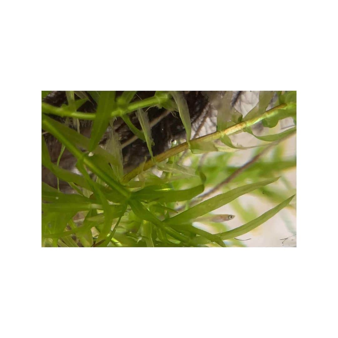 吉田志織さんのインスタグラム写真 - (吉田志織Instagram)「飼っているメダカが いつも元気に泳いでいます☺️✨  #メダカ」8月11日 19時14分 - shiori_official_321