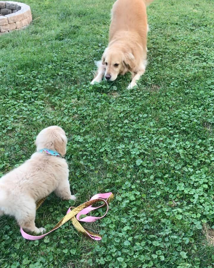 モヒートのインスタグラム：「Immediate best friends 💜 three years ago today we brought home Julep and Mojito got a new BFF. Happy Gotcha Day, Julep! #gotchaday #puppy #bestfriends #sisters #puppy #bff #twoprettybestfriends #bigsister #littlesister #playtime #welcomehome #cute #thedodo #bark #buzzfeedanimals #dogsofinstagram #dogsofig #goldenretriever #goldensofig #goldenretrieverpuppy #puppiesofinstagram」