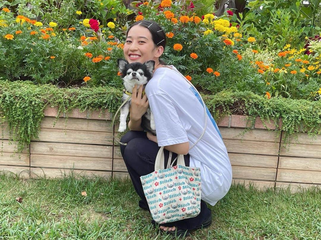 青野楓のインスタグラム：「やっと会えた🖤 相変わらずやる気のないわんこです。(笑)  #チワワ#チワワのいる暮らし#いぬ#いぬすたぐらむ」
