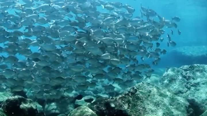 And Youのインスタグラム：「Isn’t it amazing how they all seem to move in unison? 🐟🐟 . . . . . #sealife #staysalty #underwaterphotography #water_of_our_world #padi #madeofocean #adventureculture #saveouroceans #offshore  #hawaiian #hawaiiunchained #hawaiilife」