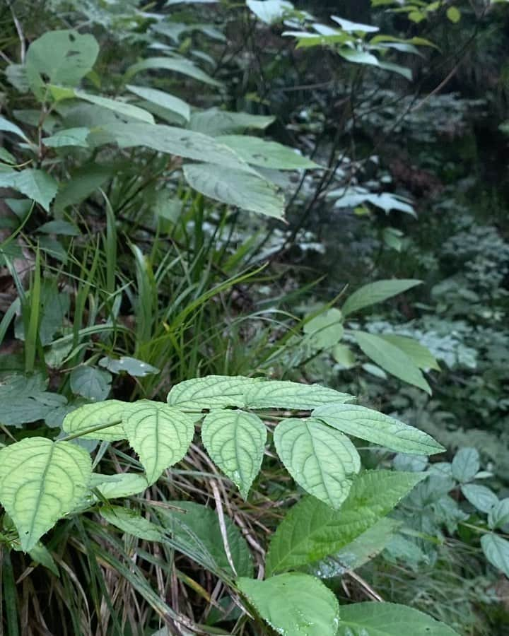 陽菜えみるのインスタグラム：「.  森林浴🌿🌳🍃  🕊 .」