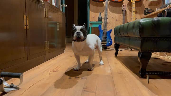 Ju-kenのインスタグラム：「お散歩命❤️‍🔥  #frenchbulldog  #散歩 #だいこうふん」