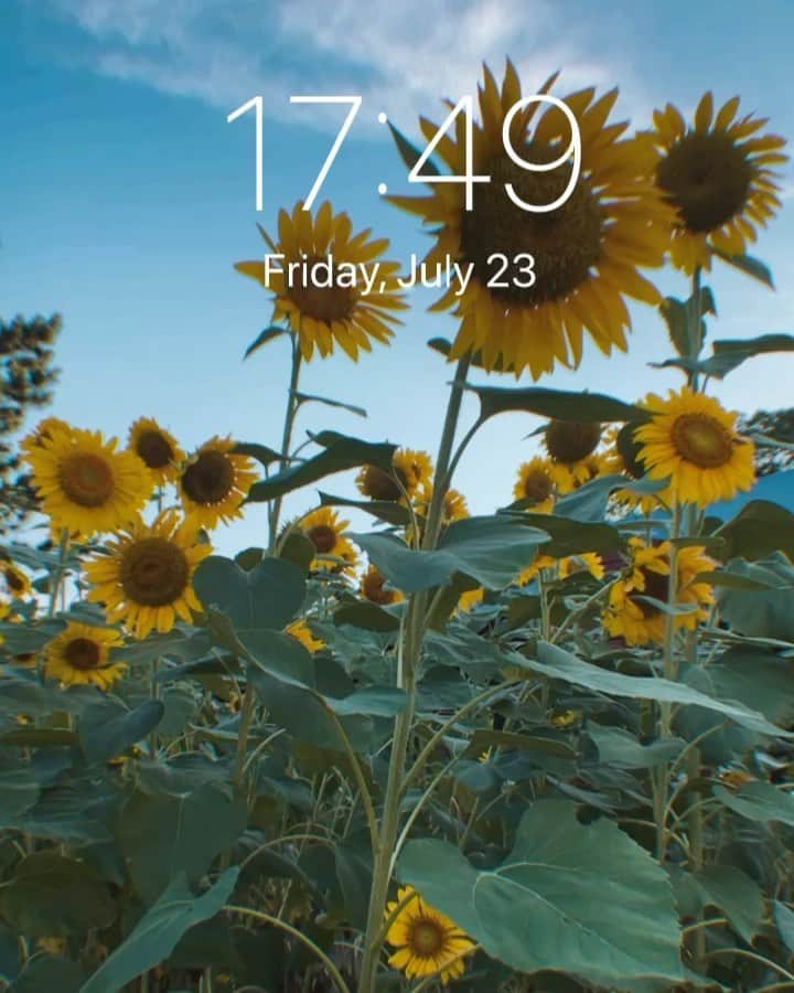 miniのインスタグラム：「🌻 #sunflower #summer」