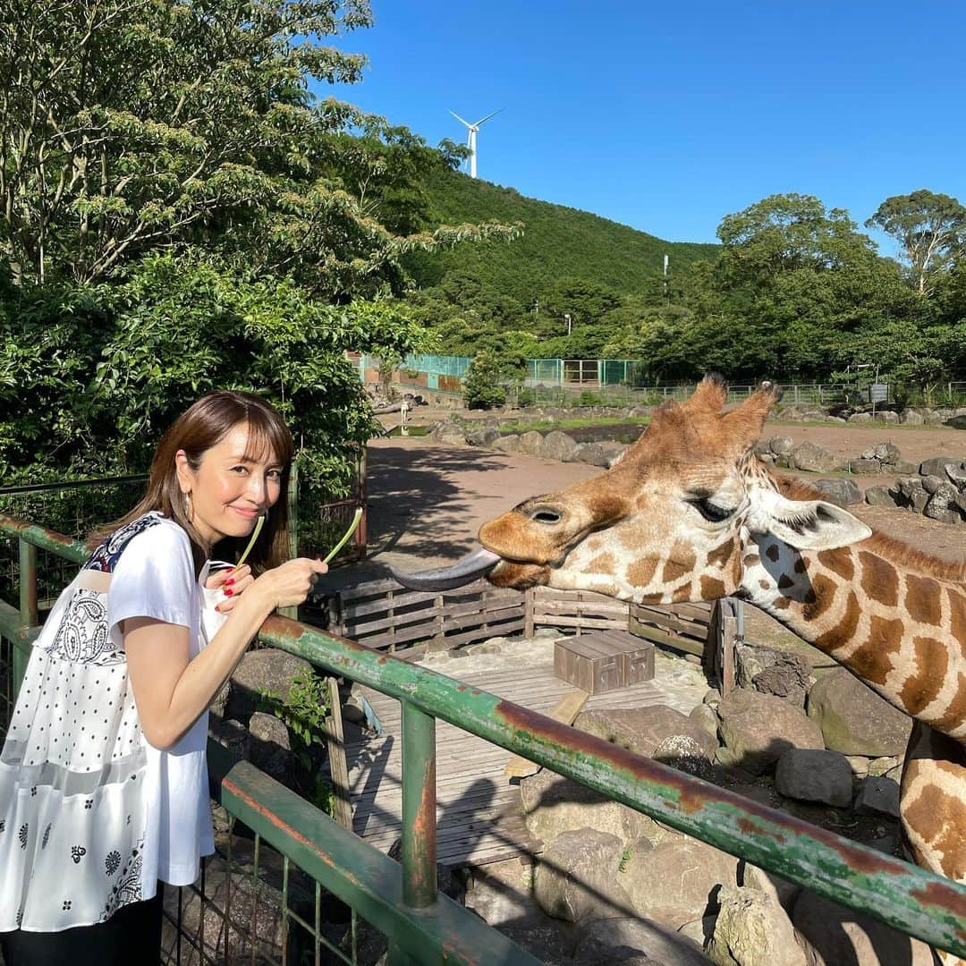 矢田亜希子さんのインスタグラム写真 - (矢田亜希子Instagram)「昨日放送されたラヴィット！で、柴田さんと王林ちゃんと伊豆ロケでの思い出☆☆☆ そして明日の金曜ラヴィット！にも私出演します‼︎ #ラヴィット#tbs#伊豆#izoo#伊豆アニマルキングダム #キッチンzen #かき氷#ワニ#ヘビ#キリン#シロサイ ロケの衣装は @sacaiofficial  @theory @nike」8月12日 20時22分 - akiko_yada