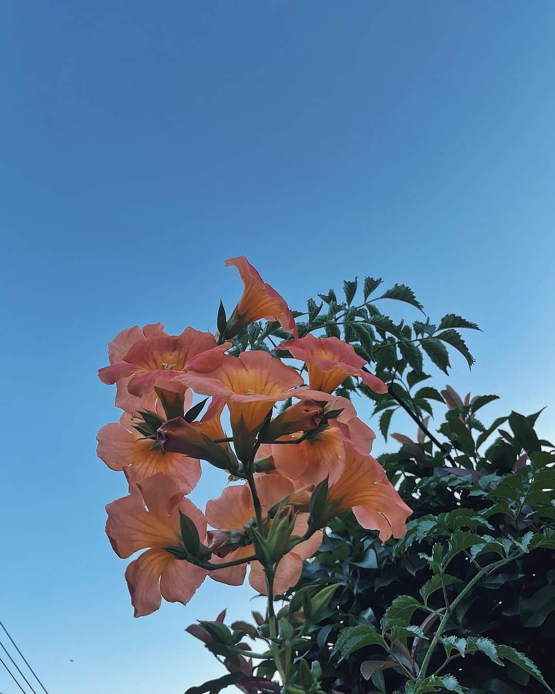 Julia Castroさんのインスタグラム写真 - (Julia CastroInstagram)「可愛い花を見て、大切な人と過ごし、愛するものを可愛がり、美味しいものを食べ、自然と触れ合い、好きな服を着て好きな場所に行く。 夏に心が満たされていく🍧 そんな最近です😊 . #summer  #photography  #2021summer」8月12日 22時08分 - julia.c.0209