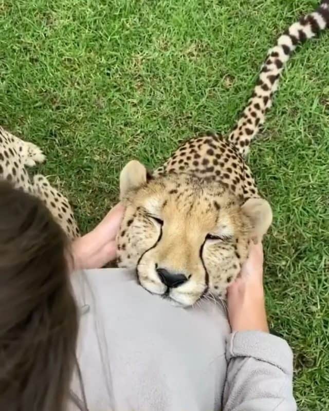 Beautiful Nature & Animalsのインスタグラム：「Ear massage 🐆 Tag a friend  By @wildcatcentre」