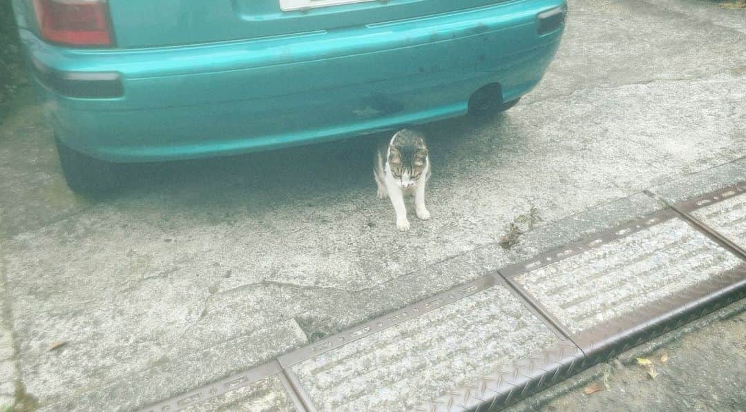 マーシュ彩さんのインスタグラム写真 - (マーシュ彩Instagram)「猫ちゃんに会いました🐈 何を感じたのか寄ってきてくれた☺︎ #猫」8月12日 23時06分 - ayamarshofficial