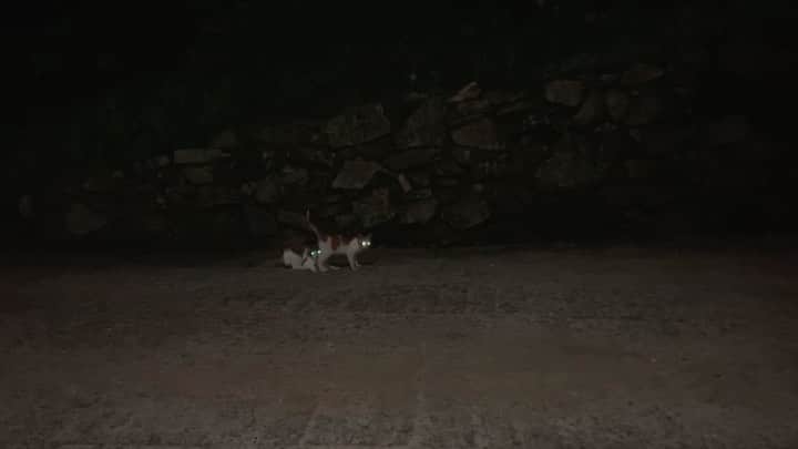 ソン・ファミンのインスタグラム：「😽🤍😽」