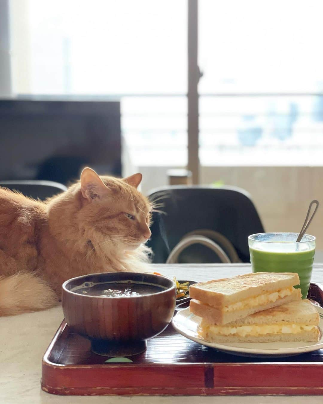 猫沢エミさんのインスタグラム写真 - (猫沢エミInstagram)「今朝は坊ちゃんがごはんのお付き合い担当に。  めずらしいな…と思ったら、食後すぐに赤ちゃんみたいな声でちゅばちゅばしたいと要請。なるほどね。  去年のサマーキャンプは、イオちゃんも一緒だったからか、そこまでじゃなかったけど、今年はちょっと寂しん坊なんだよね。  西では大変な大雨のようですね。被害が最小限でありますように。  さて、今日から出力上げて復帰せねば。  #ユピ坊　#ねこしき　#猫沢飯　#卵サンドとお味噌汁に煮豆っていう和洋食ごはん」8月13日 11時42分 - necozawaemi