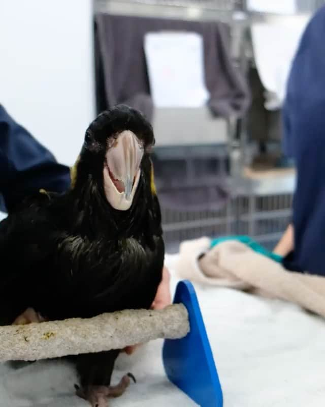 イギー・ポップのインスタグラム：「Check out my beautiful cousin,  everyone. They’re helping her out for a bit at @byronbaywildlife This is what they do 🙏.  THE FIRST yellow-tailed black cockatoo arrived at the Mobile Wildlife Hospital 💛🖤  Have you ever had your head stuck? It ain't fun, and this lovely lady cockatoo knows first 'claw' how that feels - found with her head stuck in the fork of a tree. 🌳 Luckily, she came away with minor swelling around her neck.  Our vets and local carers will closely monitor the cockatoo's neck mobility over the coming days and hopefully, if all goes well, she will be back with the flock in no time!  #forthewildlife #biggypop #iggypop #cockatoos #cockatoosofinstagram  #yellowtailedblackcockatoo #parrotsofaustralia #byronbaywildlife」