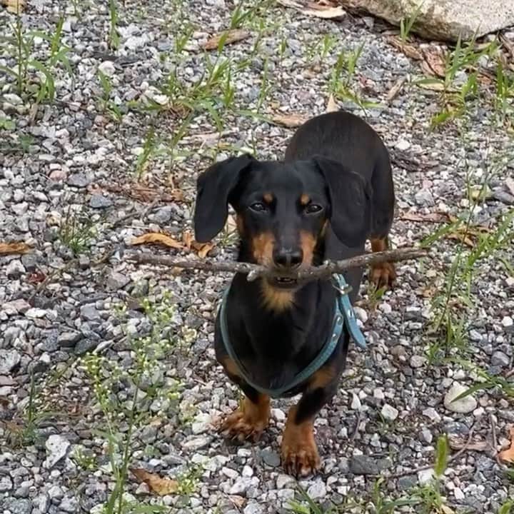 Crusoe the Celebrity Dachshundのインスタグラム：「“Is it a keeper?.. “ ~ Crusoe #RateThisStick」