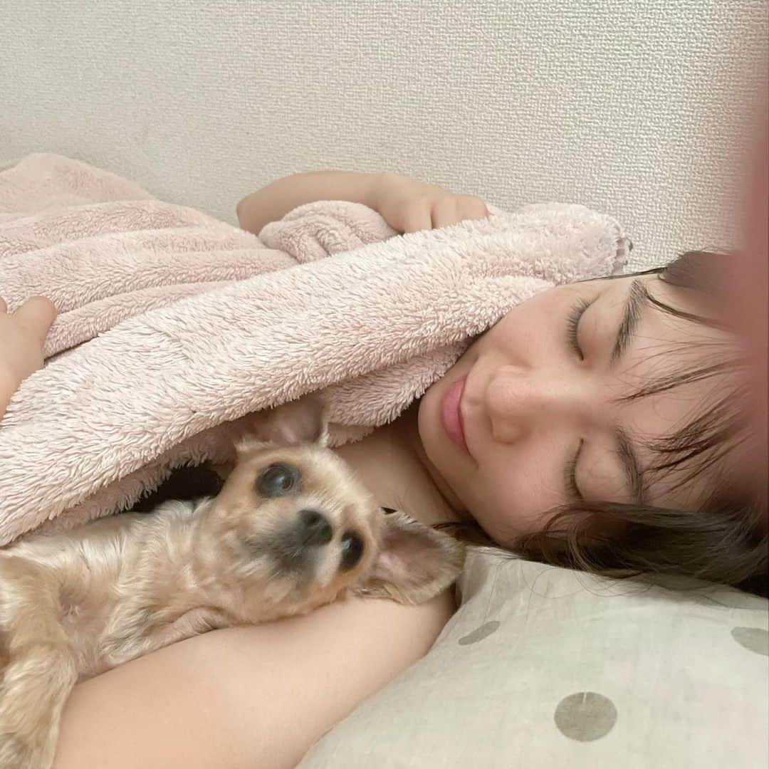 原アンナさんのインスタグラム写真 - (原アンナInstagram)「おはようございます☀ 毎日、腕枕をさせられる♡  完全に寝てる深夜に腕をトントンと叩かれて、布団の中に入って腕に頭をのせるのが、毎日のルーティーン🐶✨✨  多い時は夜中に5回くらい起こされる😅 起こされる時は毎度、「またー？眠いのに〜」って思うけど、朝起きて腕からいなくなってると、寂しい😂 今朝はバッチリ朝まで腕まくらでした😆  #ヨーキー#ヨーキー倶楽部 #ヨークシャテリア #腕枕 #腕枕で寝る犬」8月13日 8時10分 - annahara821