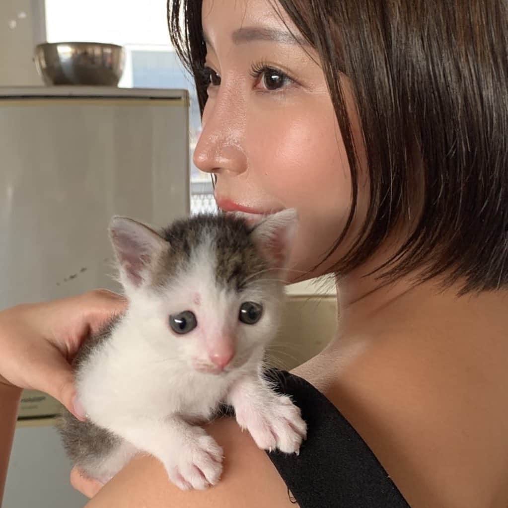 のインスタグラム：「金曜ロードショー「もふもふ姫」 富山の撮影所にいたお姫様です👸 うちには王子二匹🐈いますが、いつか姫も迎えたいなあ。  #ねこ  #子猫  #もふもふ  #ねこすたぐらむ  #cat  #maow  #instacat」
