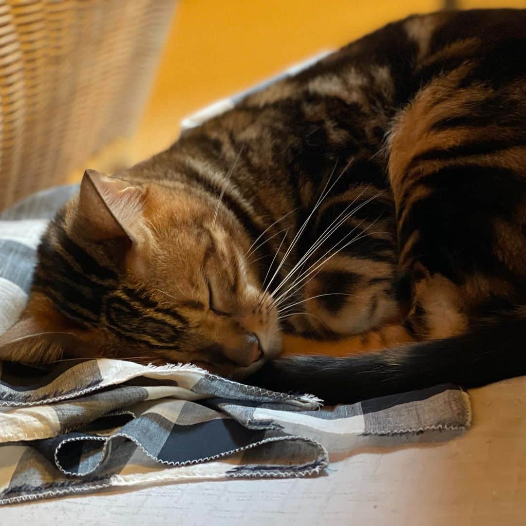 三浦瑠麗さんのインスタグラム写真 - (三浦瑠麗Instagram)「ほんとにベーグルみたいに丸まって寝るのよね。」8月13日 21時29分 - lullymiura