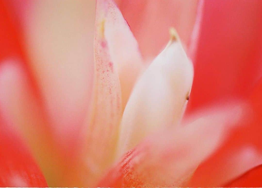Aya（高本彩）さんのインスタグラム写真 - (Aya（高本彩）Instagram)「今日はお花をたくさん買って帰ろう💐 #photobyaya#花#film#マクロレンズ#」8月13日 13時10分 - aya_dream04