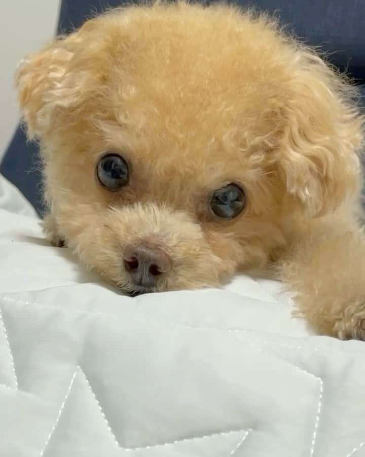ふわのインスタグラム：「#toypoodle#toypoodlegram#dogsofinstagram#instdog#doglife#doglover#dog#fuwamama#ふわもこのふわ#ふわ#トイプードル#ふわもこ部#犬バカ部#親バカ部#犬のいる暮らし#いぬすたぐらむ#衝撃映像#おもしろ動画#本人は何も知らない#鼻から??」