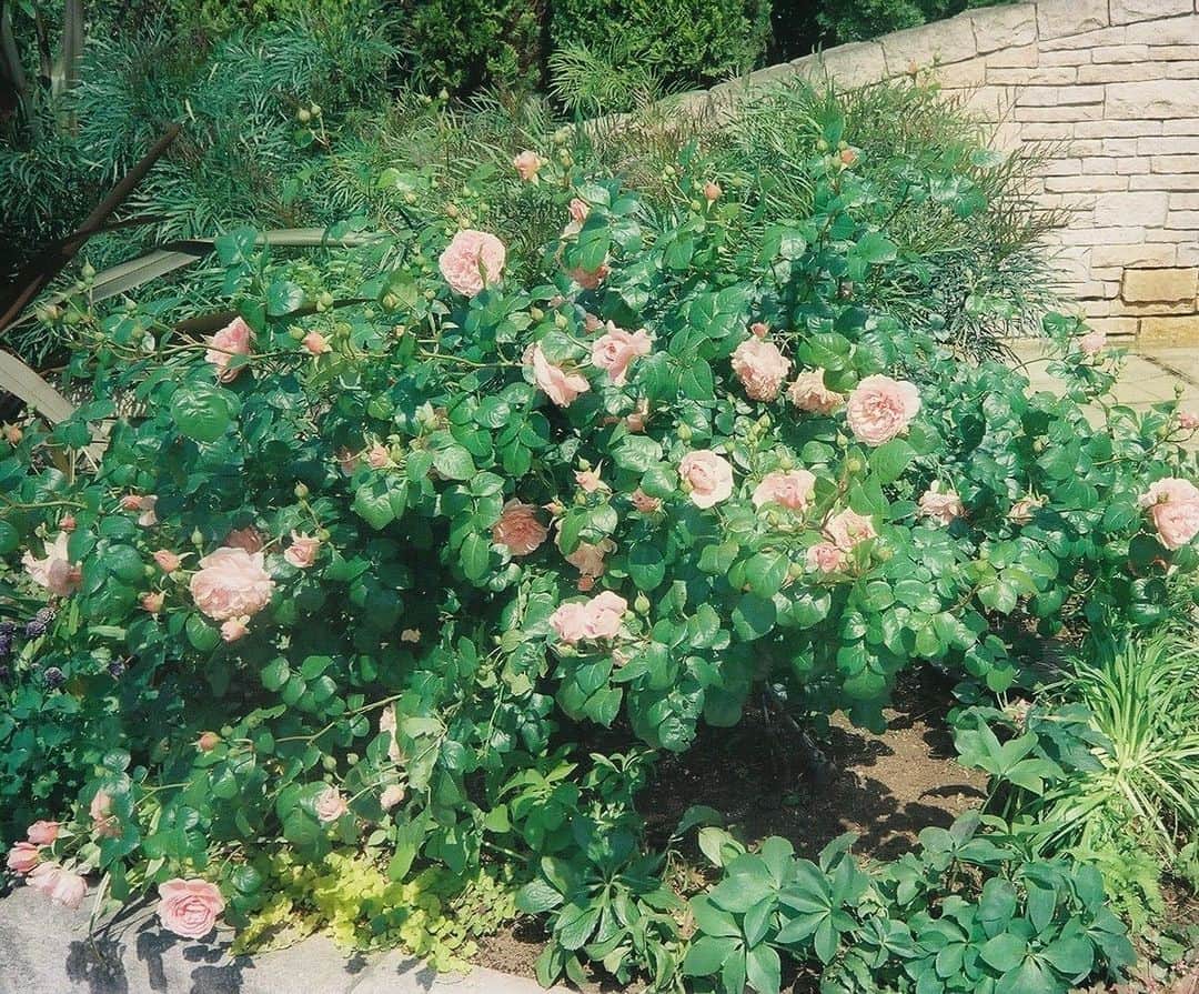 のインスタグラム：「やっぱり好きなことだけやるのが1番🌵」