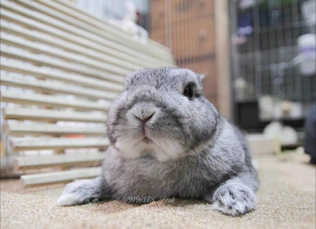 MaRi.Kのインスタグラム：「🐰お盆やで。  今年は実家にさっちゃんも一緒に帰ってきたかな？  お天気は良くないけど、ゆっくりしていってね。」
