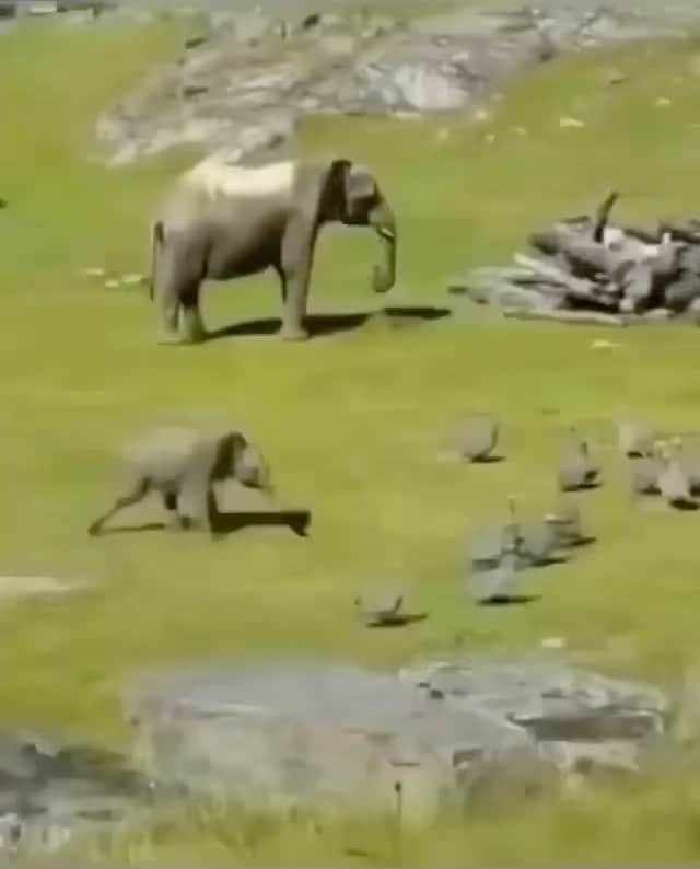 ブリトニー・スピアーズのインスタグラム：「Elephants at PLAY 🐘🐘」