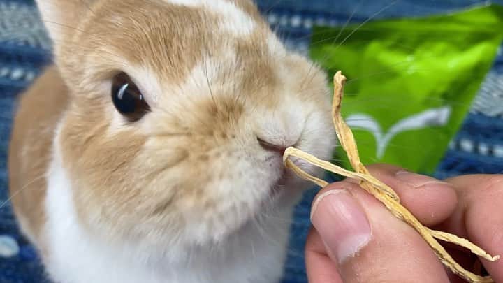 BUNNY?TUNA? のインスタグラム：「. Papaya😋🐰 . #Papaya#パパイヤ#nomnom #nyamnyam  #ネザーランドドワーフ#うさぎ#ふわもこ部#うさぎのしっぽ#ペット#netherlanddwarf#bunnystagram#rabbit#lapin#cutebunny#bunnylove#bunnies#pet#petgram#rabbitstagram#japan#kawaii#weeklyfluff#cutepetclub#instapets#instabunnies#animallovers#兔子#微小的」