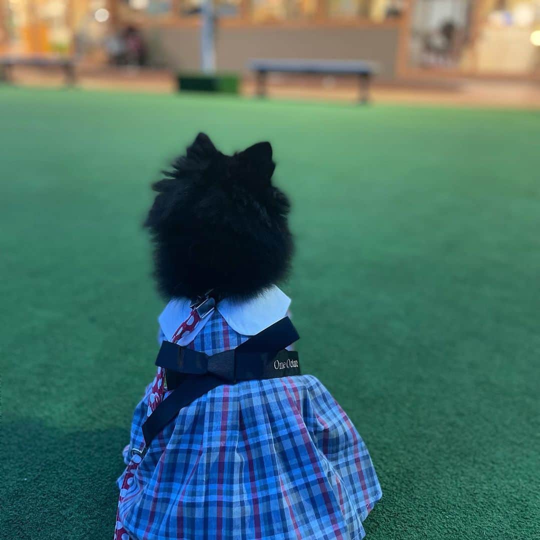 大咲貴徳のインスタグラム：「あたしの事 呼んだ？  #黒ポメ #ポメラニアンが世界一可愛い #ぽめらにあん」