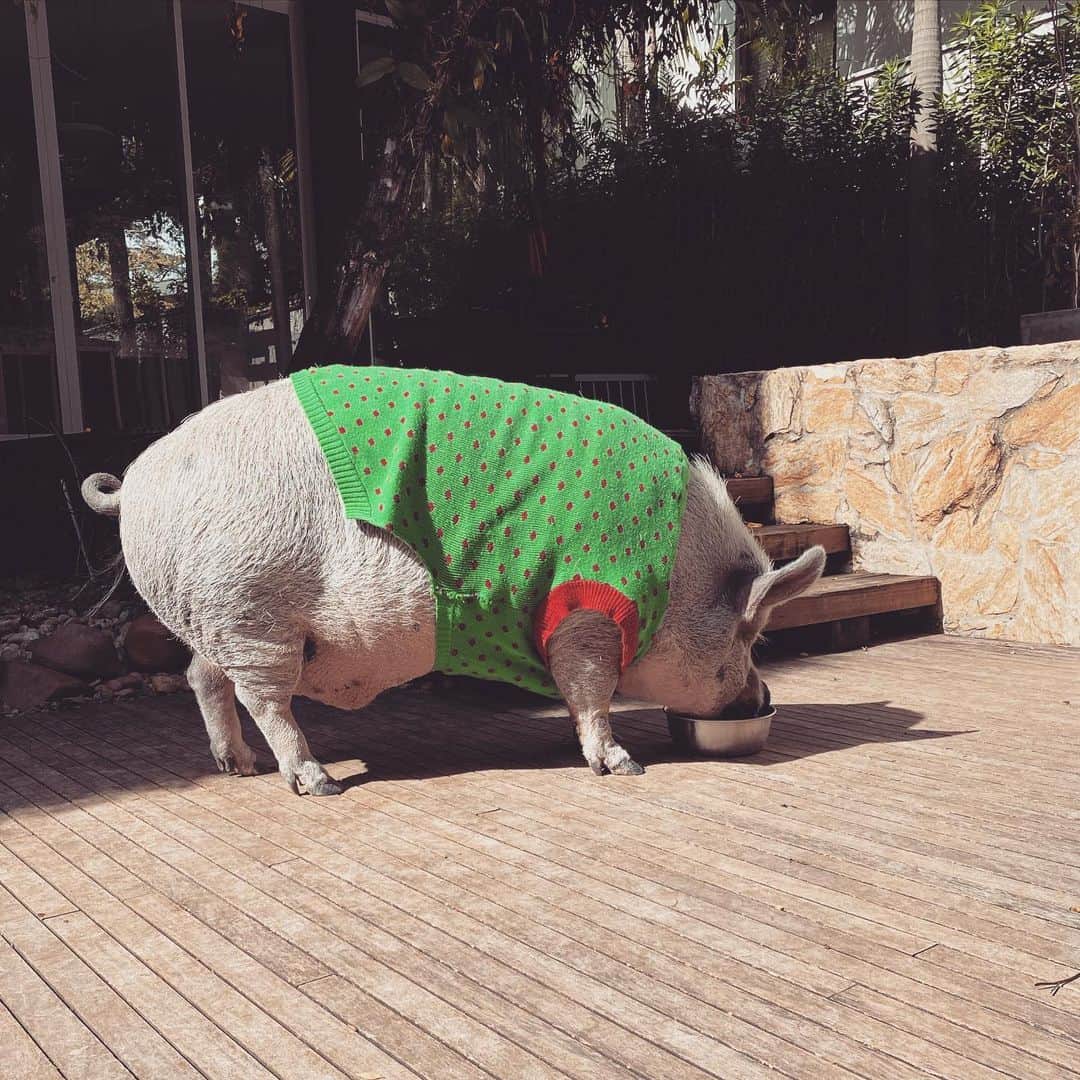 Jamonのインスタグラム：「I’m back! Eating my breakfast with my cropped sweater … don't let your mom take care of your things, believe me this was not a cropped sweater  #jamonthepig #pigaspets #friendnotfood」