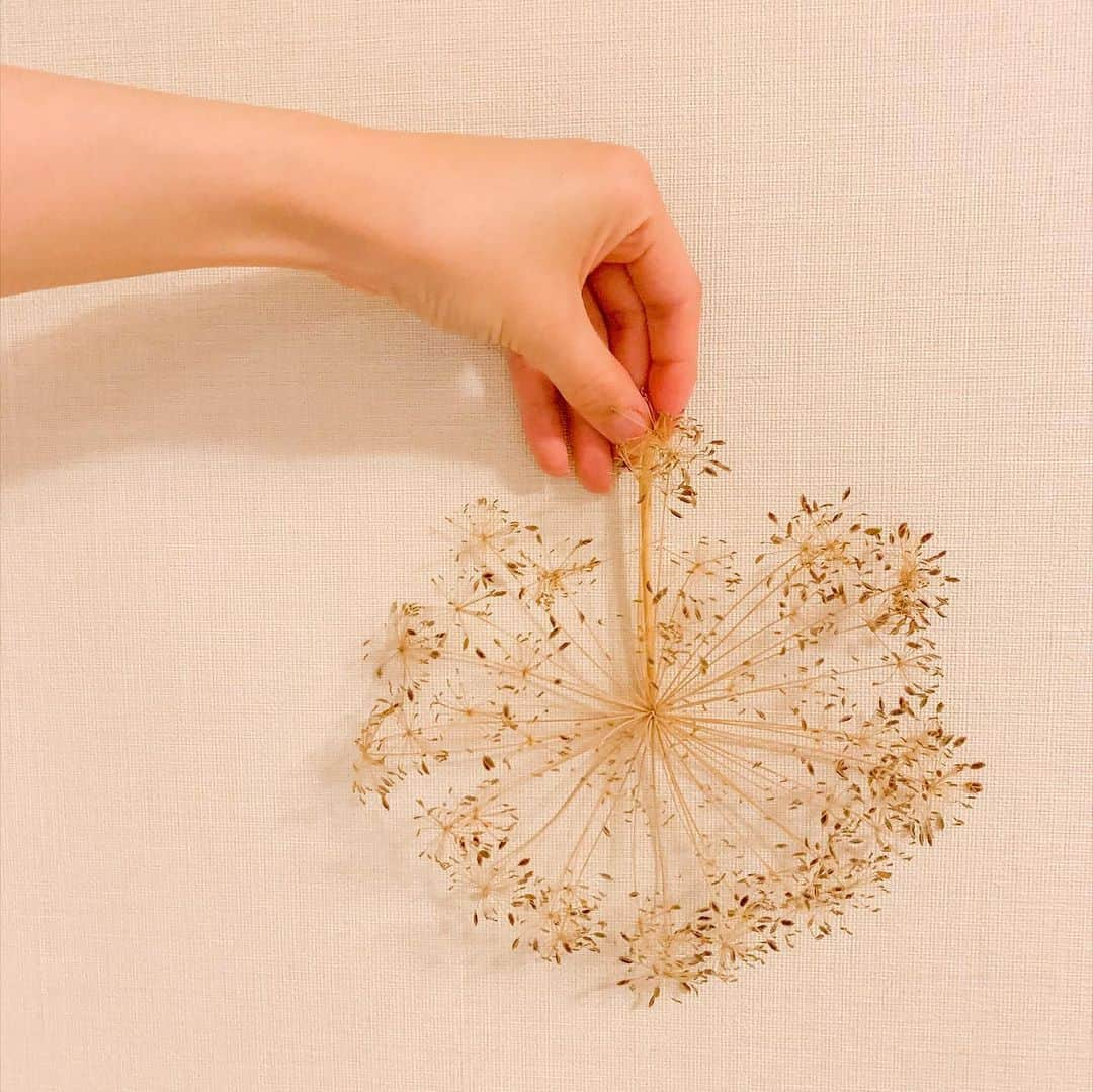 ホラン千秋さんのインスタグラム写真 - (ホラン千秋Instagram)「_ 線香花火のストップモーション、みたいに見えるディルの種です。」8月14日 22時33分 - chiakihoran_official