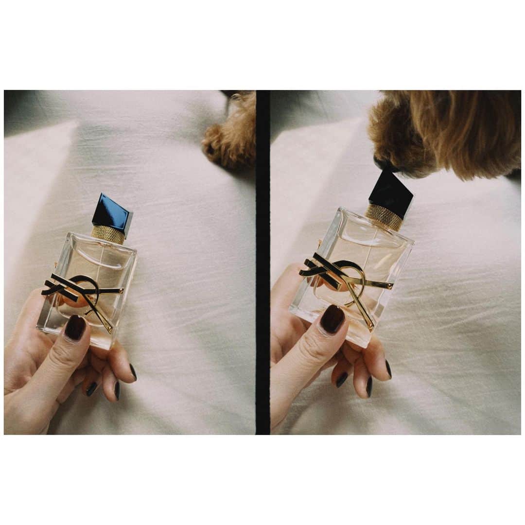 小口桃子さんのインスタグラム写真 - (小口桃子Instagram)「ysl LIBRE✮ ✮ ✮ ⁡ 柔らかくて華やかな香りです 最後にほんのり甘くなるのも好き！ ⁡ ⁡ ⁡#yslbeauty  #ysllibre  #リブレオードトワレ」8月14日 22時26分 - momoko_oguchi