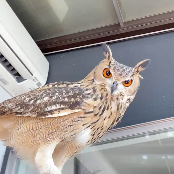 GEN3 Owlのインスタグラム：「ガルーはどこに乗ってるでしょう？  Garu, where are you riding?  #owl #owlgaru #フクロウ」