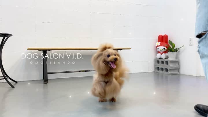 ドッグサロンV.I.D.表参道のインスタグラム