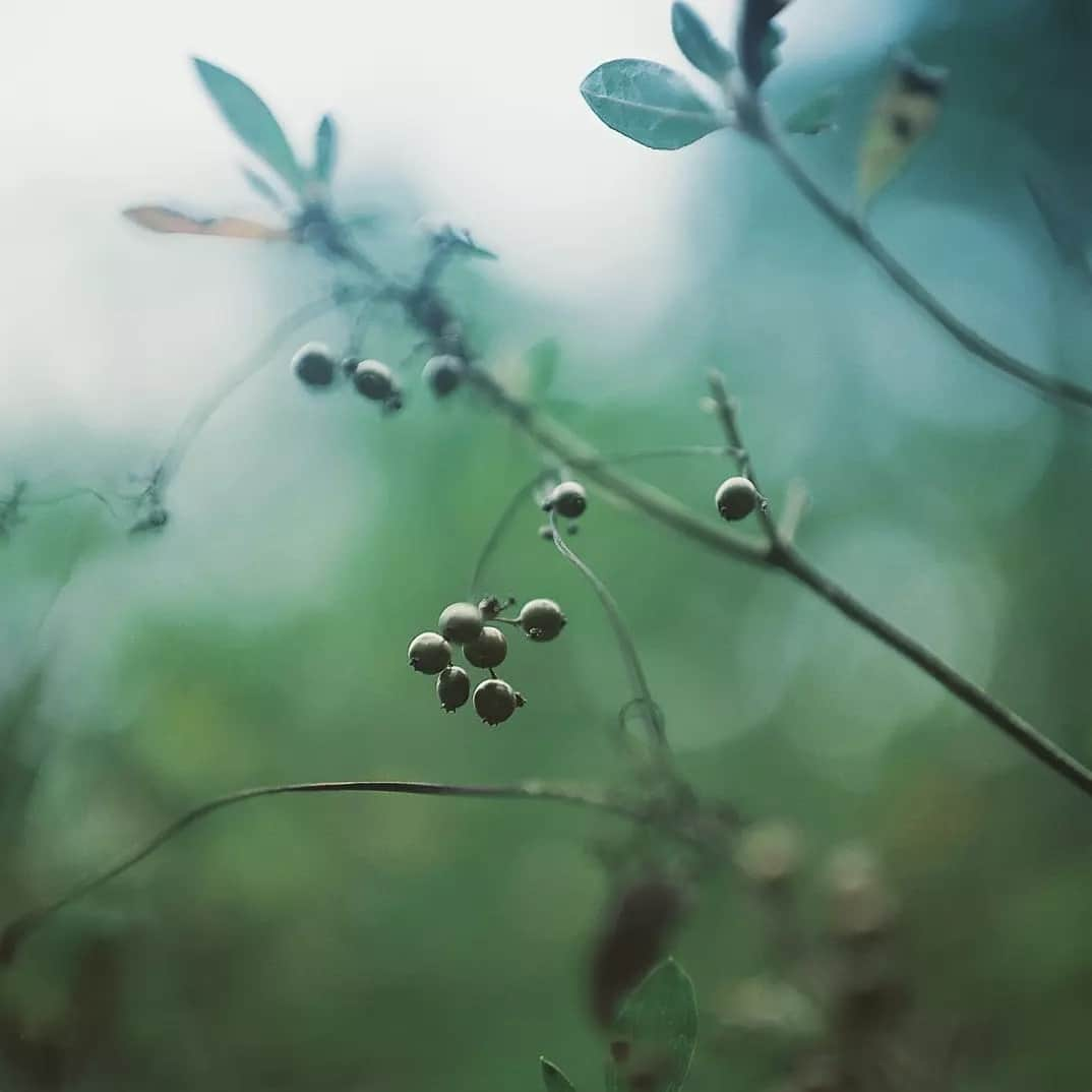 izumi_60さんのインスタグラム写真 - (izumi_60Instagram)「2021｜08｜15｜sunday｜11:36  雨、雨、雨 太陽が恋しくなります . .」8月15日 11時36分 - izumi_60