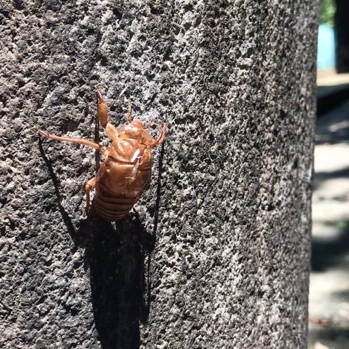 今井寿のインスタグラム