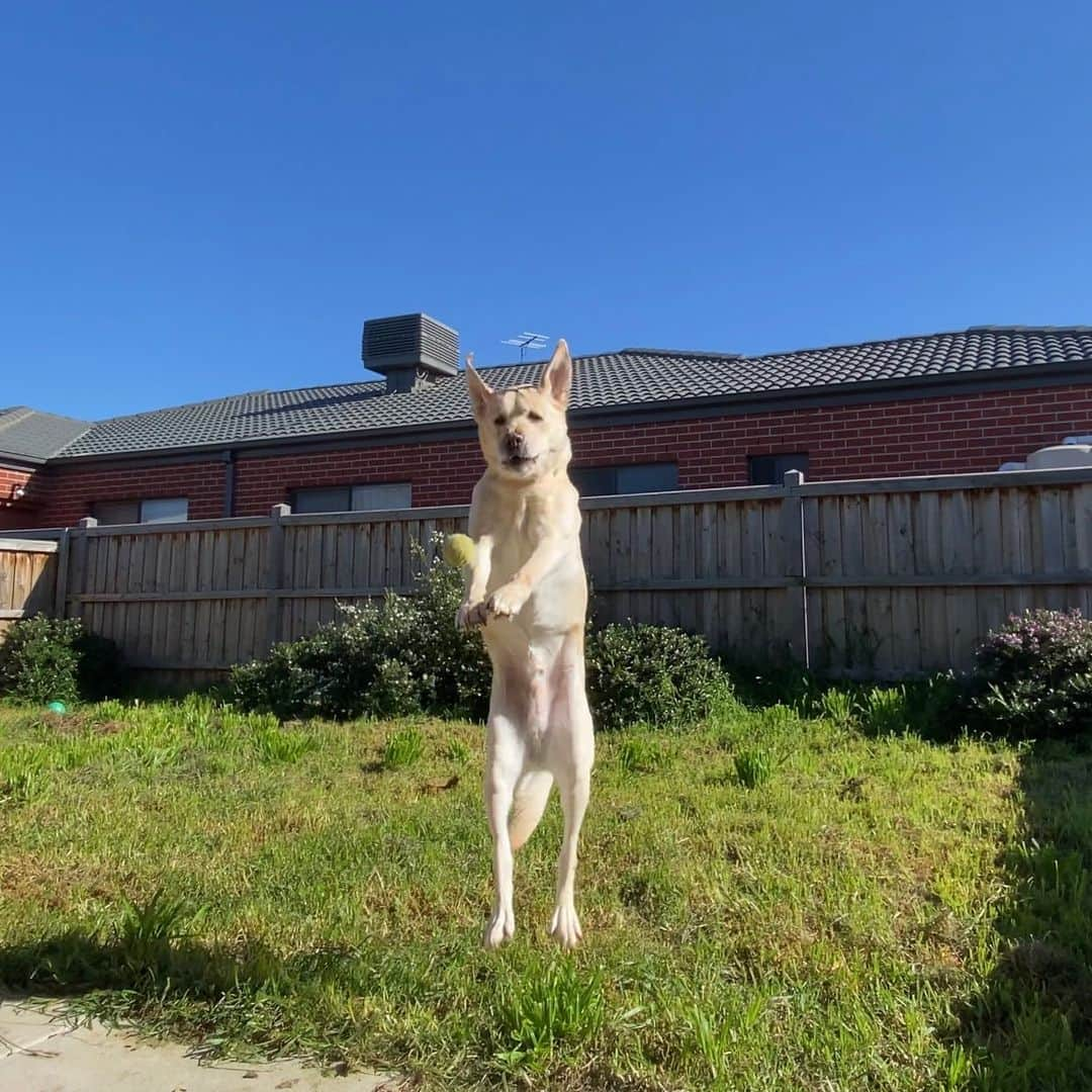 Rocky the Labのインスタグラム：「Who said I couldn’t be a kangaroo?   #EnglishLabrador #LabradorRetriever #labrador #labradorable #labradorlife #labradorlover #ilovemylab #itsalabthing #petoftheday #justlabradors #yellowlabrador #yellowlaboftheday #talesofalab #Puppy #puppylove #instapuppy #instalike #instadaily #instagood #videoftheday #dogs #dogsofinstagram #dogsofaustralia #labradorsofinstagram #kangaroo #playingcatch」