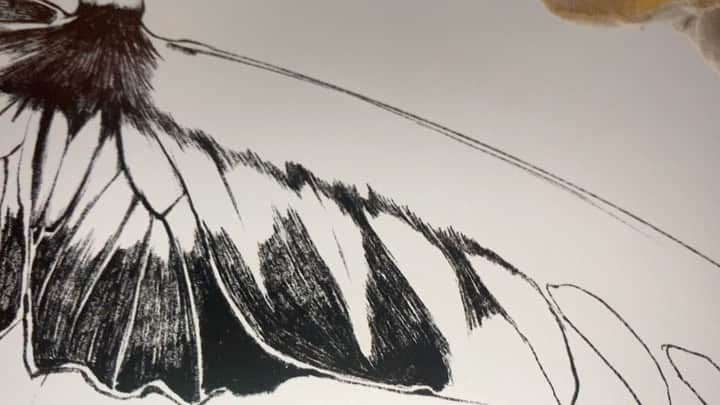 のインスタグラム：「まめに頼まれたやつを🦋 描いといてねって サクーっと頼んでくるけどこれ😂🕺🙌  #アカエリトリバネアゲハ #ipadpro  #applepencil  #procreate」
