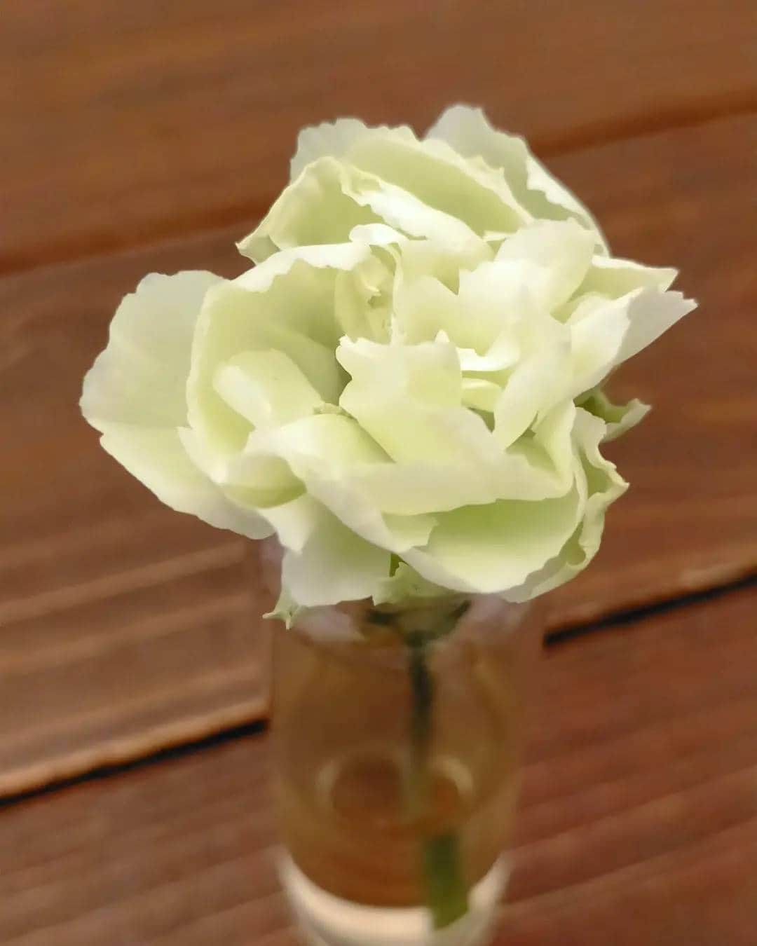 柴田淳さんのインスタグラム写真 - (柴田淳Instagram)「#lastflower #nicolaibergmann #flower #green #gift💕」8月15日 18時55分 - shibatajun_official