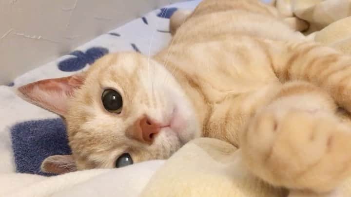 ruiruiのインスタグラム：「最後までみてね。 ヤンチャな福ちゃんです（2018/05/24） . . 福ちゃん地方〜ここ数日は急に気温がさがり、朝は少しだけエアコンの暖房を入れて過ごしてます😣 来週末からまた気温が高くなるみたいで、温度差が激しくて体調が…💦 . いつもたくさんのコメントをありがとうございます😊 なかなかお返事が出来なくてごめんなさい🙇🏻‍♀️ . . . #生前の福ちゃん #福ちゃんはお星様になりました #猫 #ねこ #にゃんこ #茶トラ #保護猫 #cat #cats #ilovecats #ilovemycat #instacat #Instagramcats #bestcats_oftheworld」