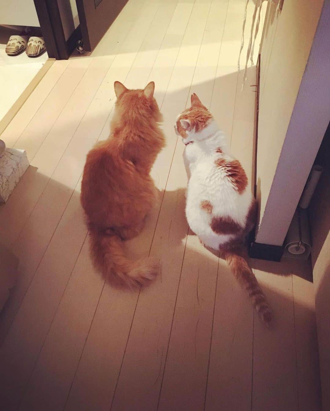 猫沢エミのインスタグラム