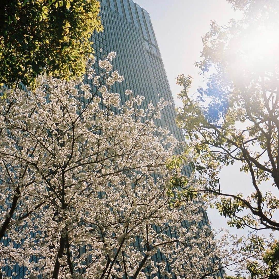 小田飛鳥さんのインスタグラム写真 - (小田飛鳥Instagram)「自分に大切な人が居る、 どこかの知らない人にも同じように大切な人が居る、 そう考えただけで遠く離れた知らない人にも優しい気持ちが持てる気がする…… 優しさだけで地球は回ると思うけど、 世界は回らないのかな… #終戦記念日 #平和 #peace #filmphotography #filmcamera #canonautoboy」8月15日 22時54分 - asuka_oda_0320