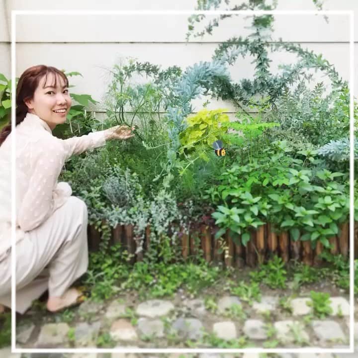 HALCAのインスタグラム：「my little garden🌿🌼🐝 植物を育ててから鳥や蝶や蜂がお庭にやってくるようになり 小さな“生態系”ができているのがとても嬉しい！ #halgarden #gardening #mygarden #mylittlegarden」