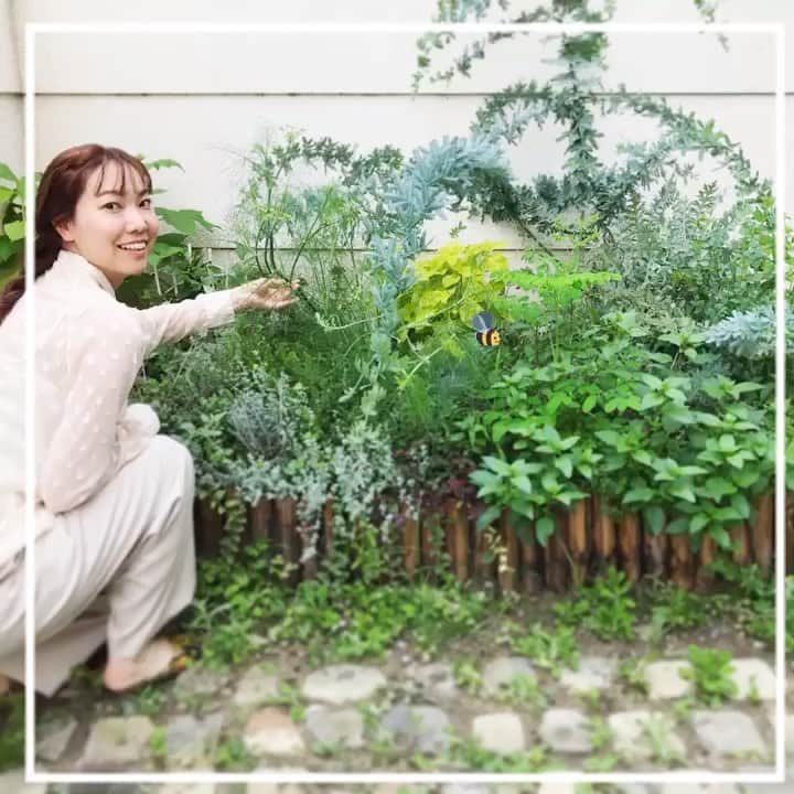 のインスタグラム：「my little garden🌿🌼🐝 植物を育ててから鳥や蝶や蜂がお庭にやってくるようになり 小さな“生態系”ができているのがとても嬉しい！ #halgarden #gardening #mygarden #mylittlegarden」