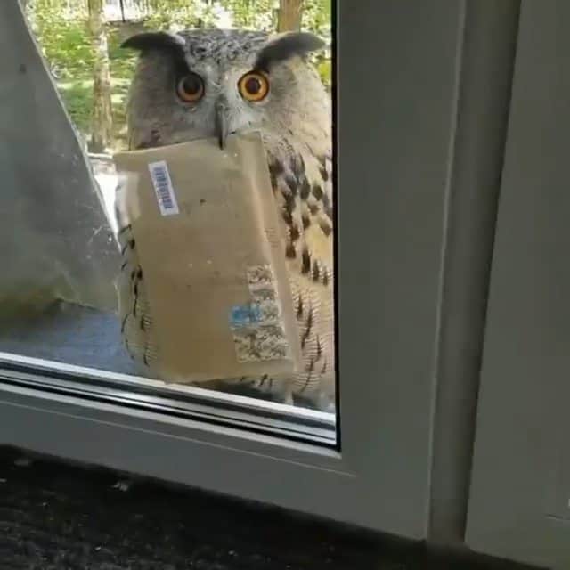 Beautiful Nature & Animalsのインスタグラム：「I guess Hedwig is real? 🤣📬 Video by @nika_zubra」