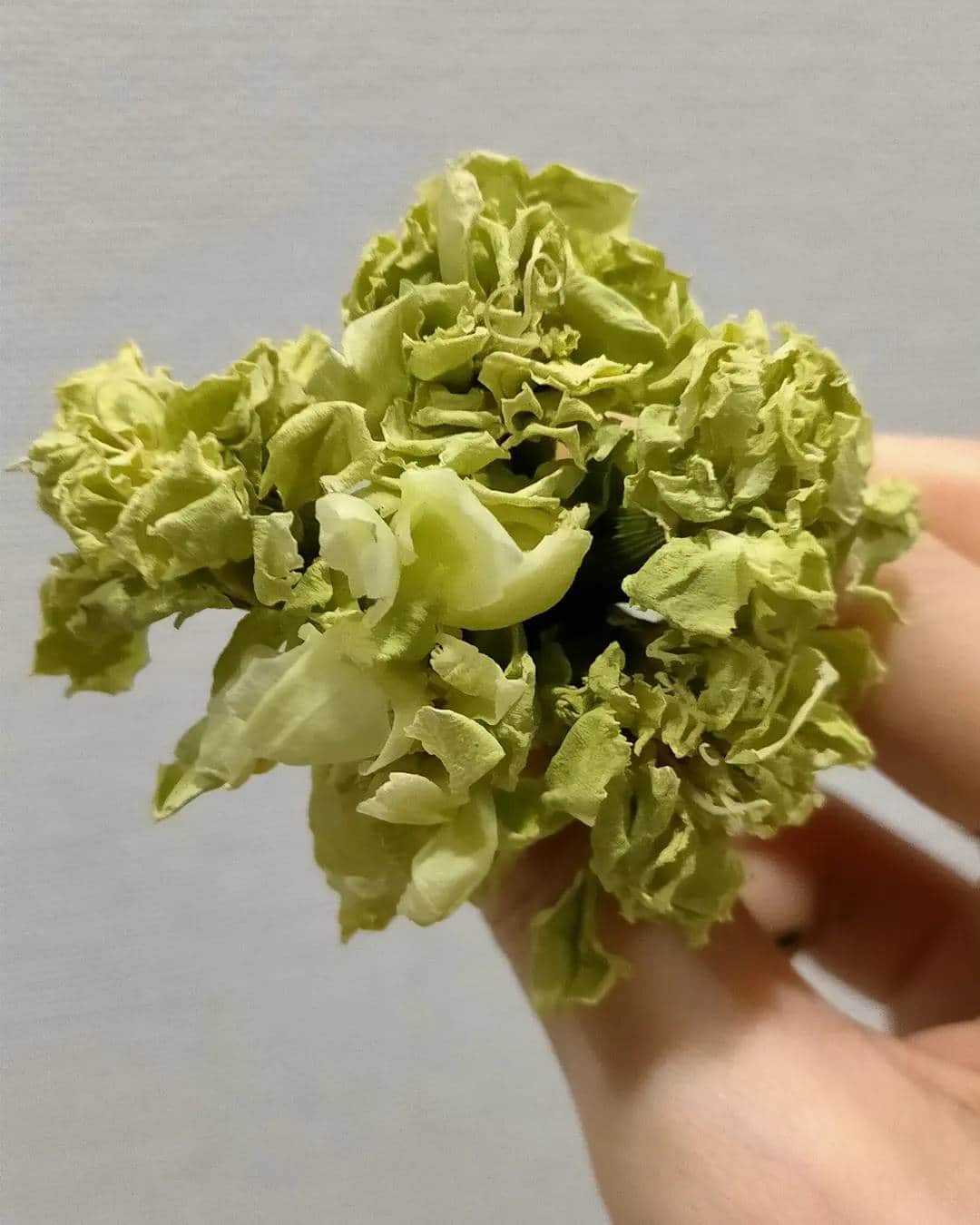 柴田淳さんのインスタグラム写真 - (柴田淳Instagram)「生花が好きなので、基本ドライフラワーは作ったりしないんだけどね🥰💐 終わってしまったお花達を集めて、 私のへなちょこドライフラワーコーナーへ😉💕 カーネーションはぐちゃぐちゃになるからとっても可愛いよね😘 #dryflower #greencarnation 一個前の投稿のお花は勿論まだ生きてます😍✨」8月16日 17時11分 - shibatajun_official
