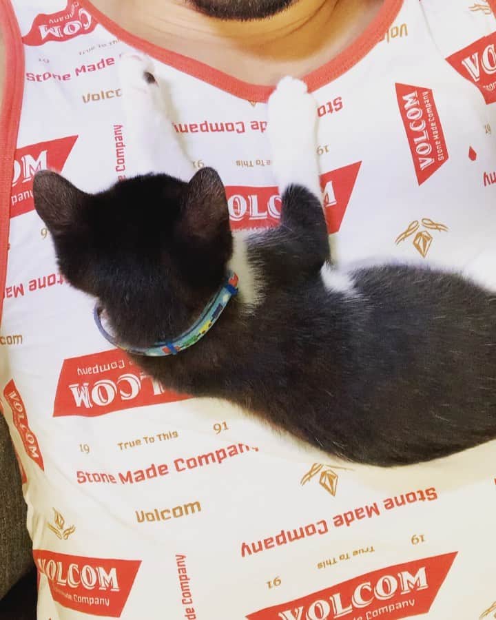 のインスタグラム：「腹の上で最近は寝ます🐱💤  しかし、ここ数週間で大きくなったなぁー🥴  #dtのオフ」