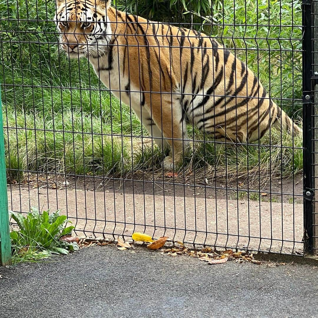 マット・フィリップスさんのインスタグラム写真 - (マット・フィリップスInstagram)「Thank u @paradisewildlifepark @limelightaccess had a great afternoon !」8月17日 1時20分 - phillips1303