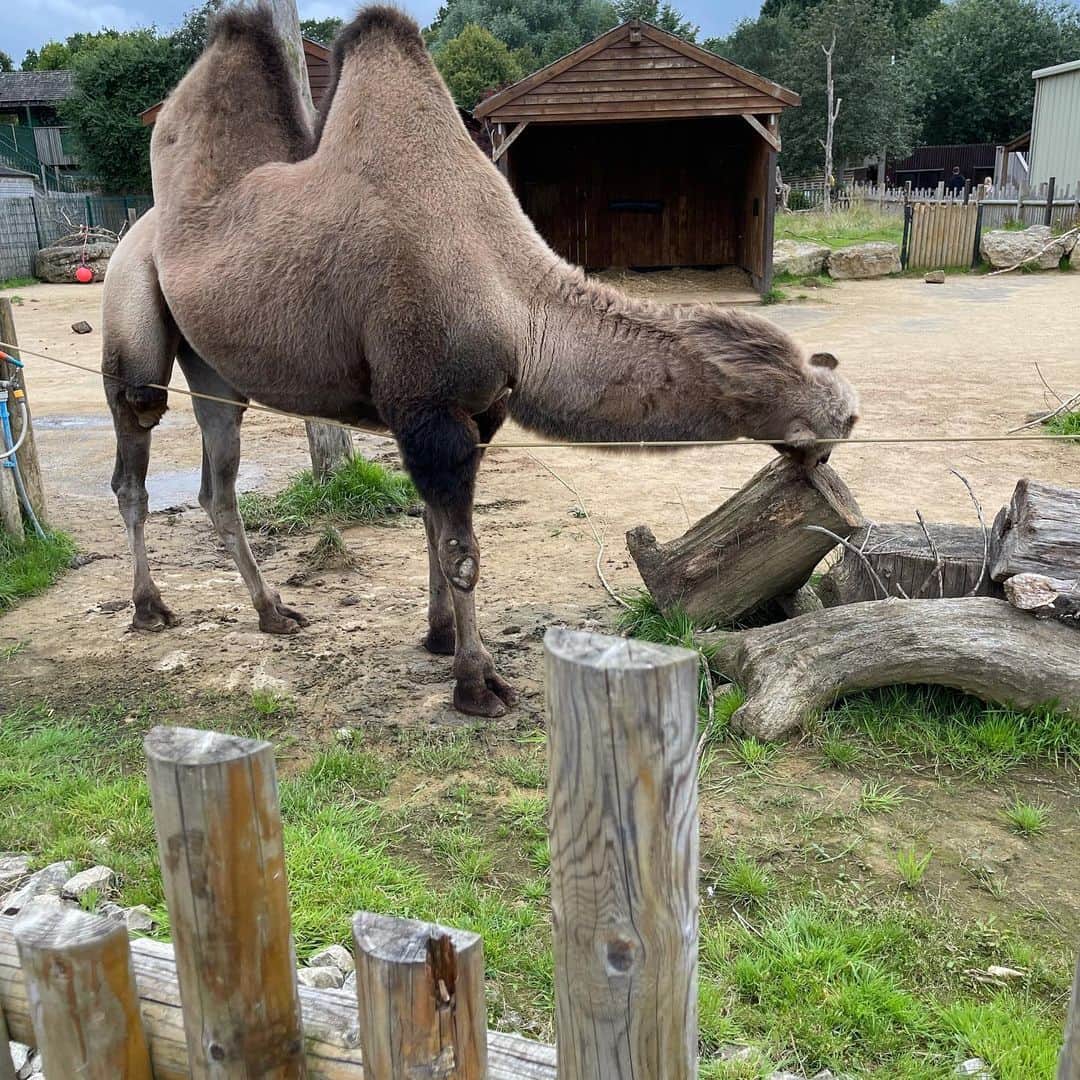 マット・フィリップスさんのインスタグラム写真 - (マット・フィリップスInstagram)「Thank u @paradisewildlifepark @limelightaccess had a great afternoon !」8月17日 1時20分 - phillips1303
