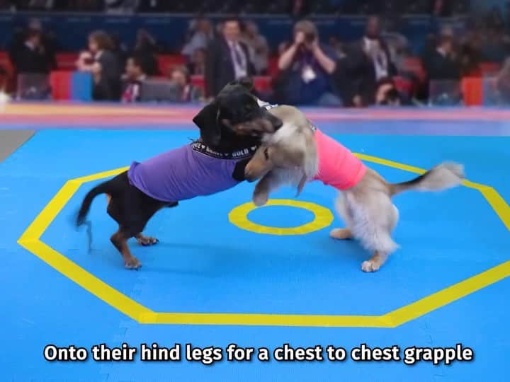 Crusoe the Celebrity Dachshundのインスタグラム：「“Can’t believe Daphne almost choked out Oakley with her face-sit..😅” ~ Crusoe (full Wienerlympics video via link in my profile)」